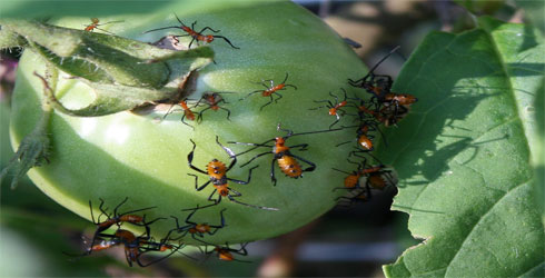 Berbagai Macam Penyakit Pada Tanaman